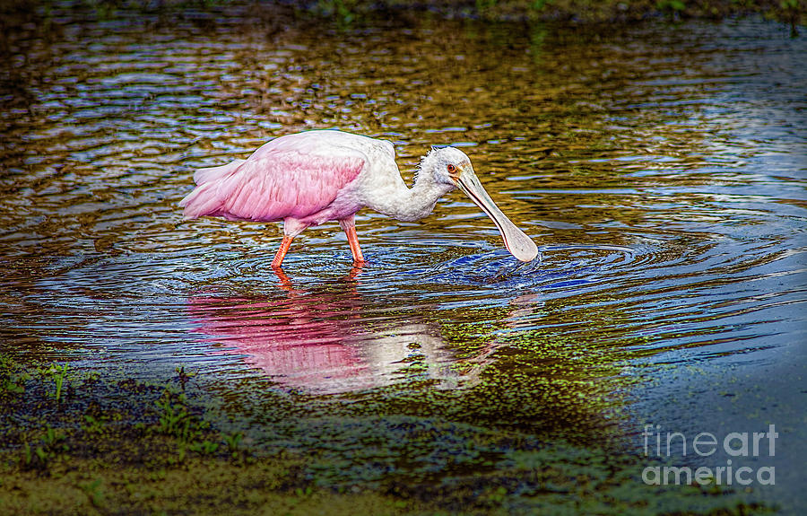 Roseate Spoonbill Photograph by Felix Lai
