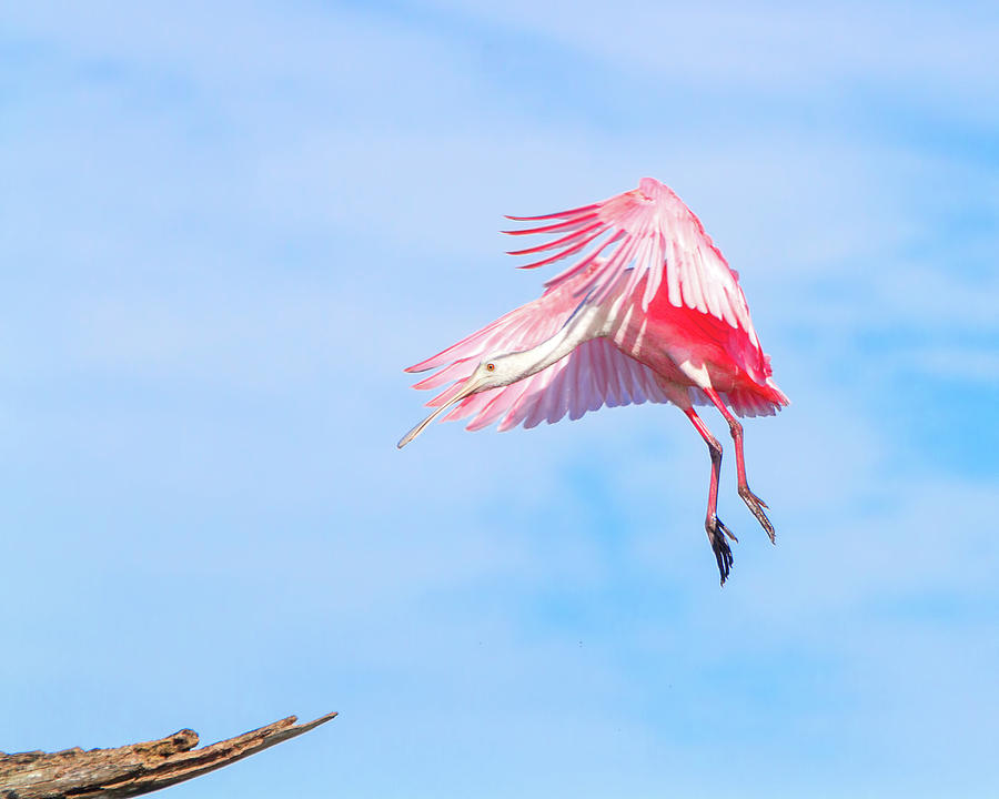 Spoonbill Photograph - Roseate Spoonbill Final Approach by Mark Andrew Thomas
