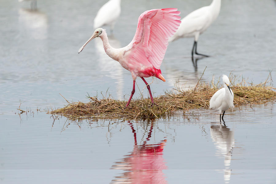 Roseate spoonbill flapping wing while looking for food Photograph by Dan Friend