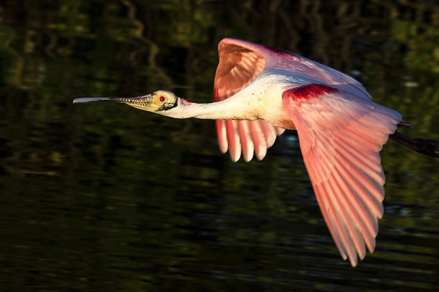 Roseate Spoonbill Flight Photograph by Jim Miller