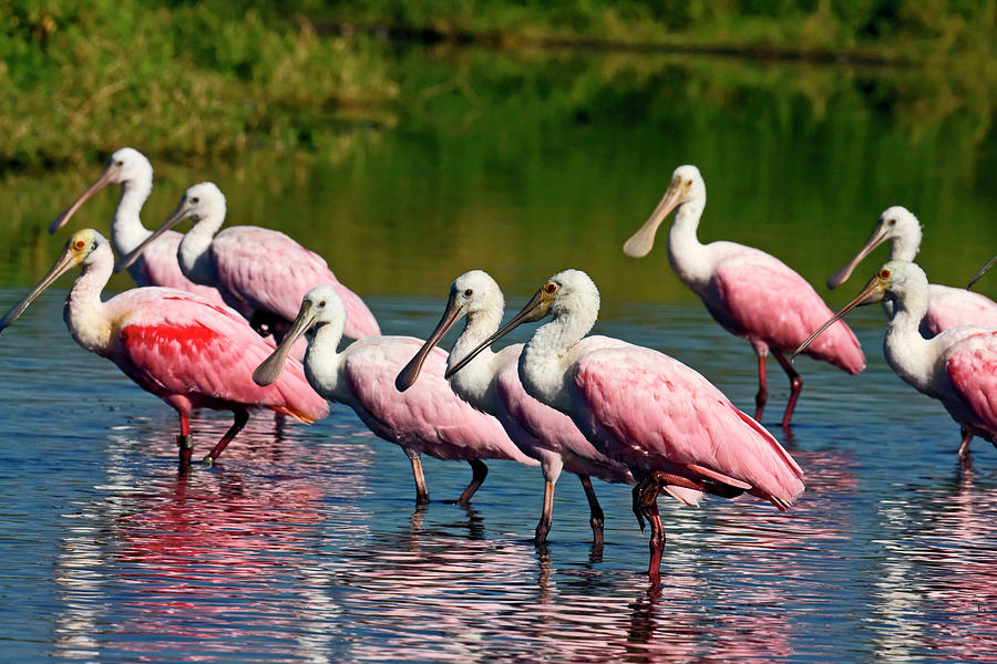 Roseate Spoonbill Flock Photograph by Sally Weigand