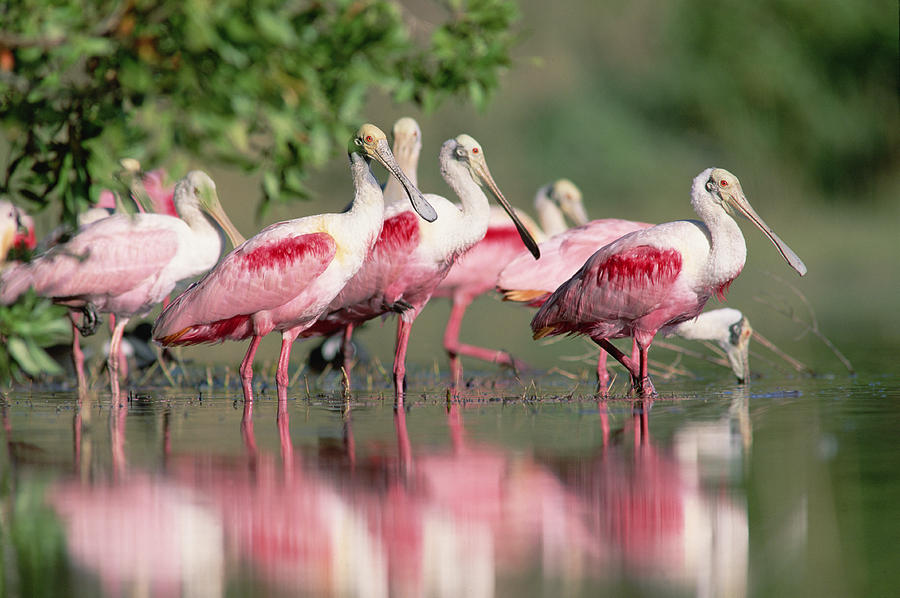 Animal Photograph - Roseate Spoonbill Flock Wading In Pond by Tim Fitzharris