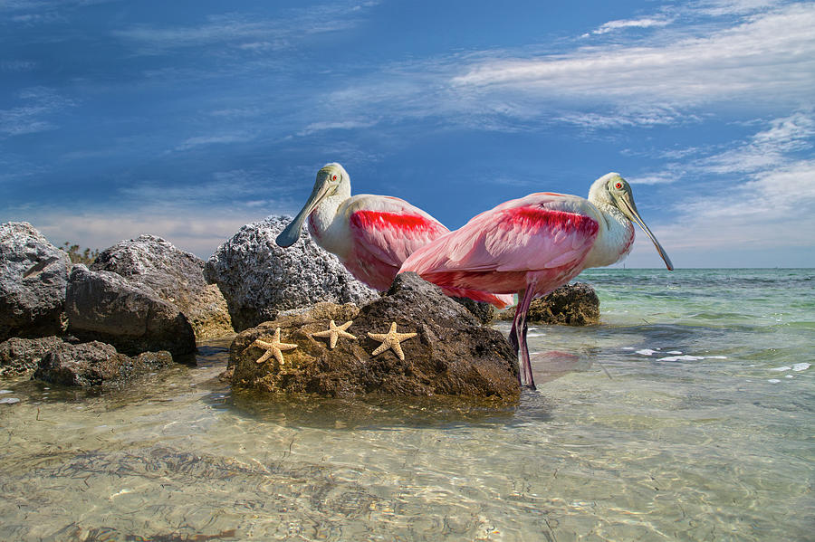 Roseate Spoonbill Florida Keys Photograph