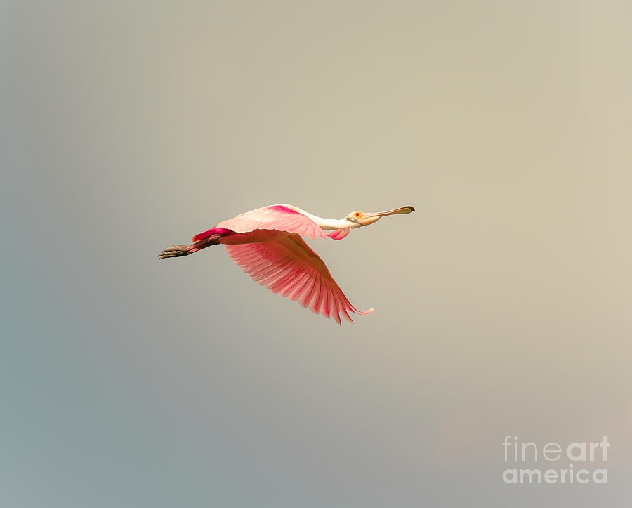 Roseate Spoonbill Flying Photograph by Robert Frederick