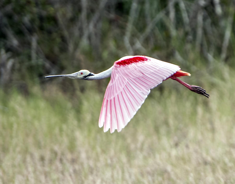 Roseate Spoonbill Flying With Wings Down Photograph by William Bitman