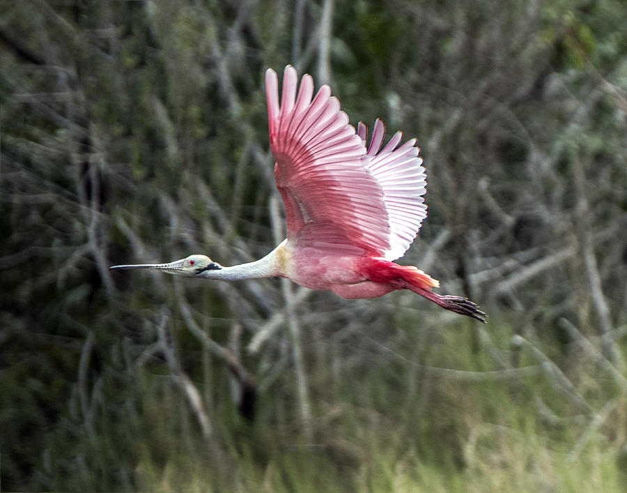 Roseate Spoonbill Flying With Wings Up Photograph by William Bitman