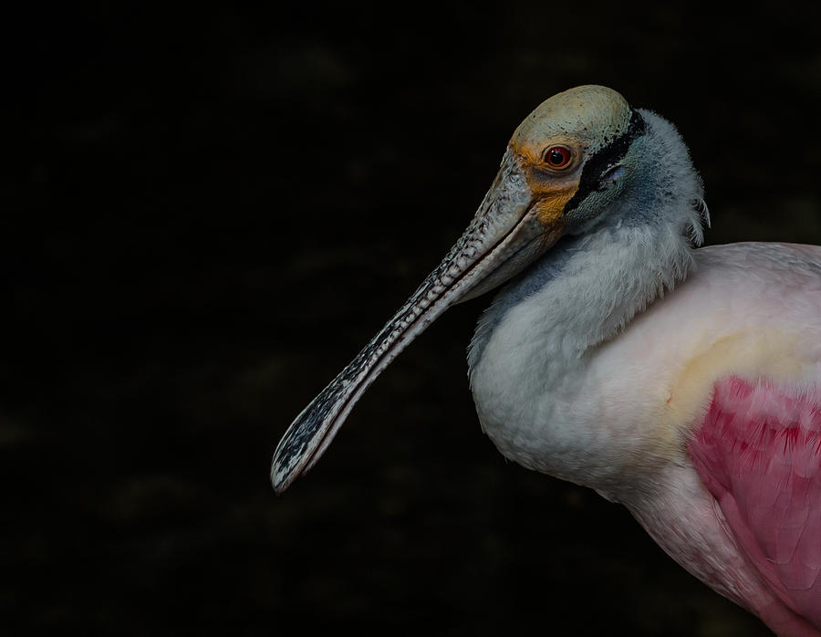 Roseate Spoonbill Photograph By Greg Thiemeyer Fine Art America   Roseate Spoonbill Greg Thiemeyer 