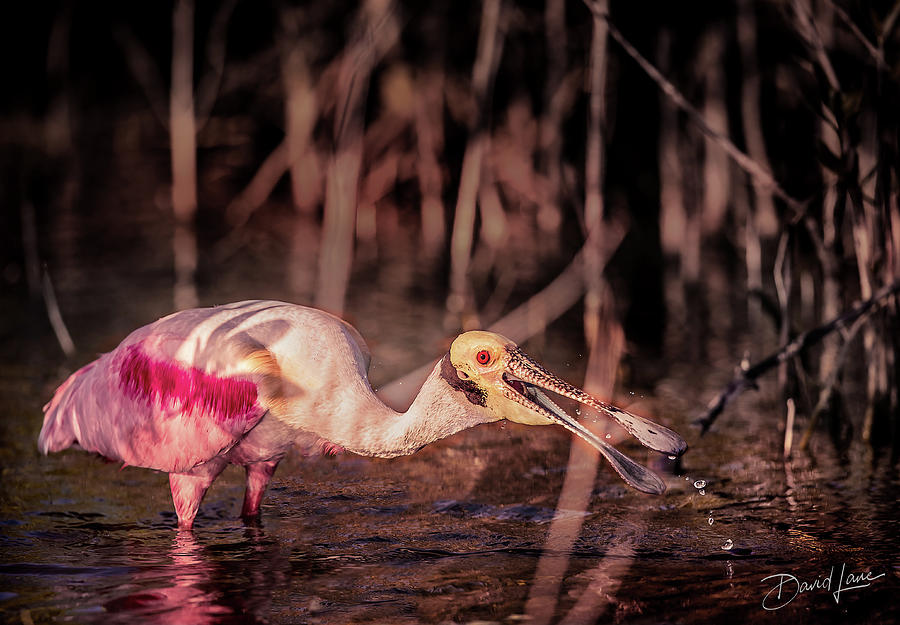Roseate Spoonbill Gulping by David A Lane Roseate Spoonbill Gulping by David A Lane