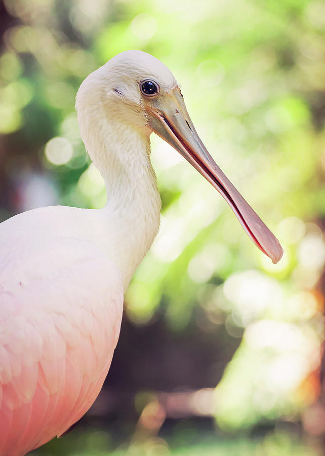 Spoonbill Photograph - Roseate Spoonbill by Heather Applegate