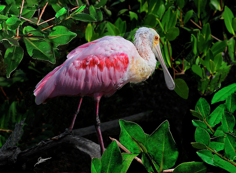 Roseate Spoonbill III Photograph by Phil Jensen