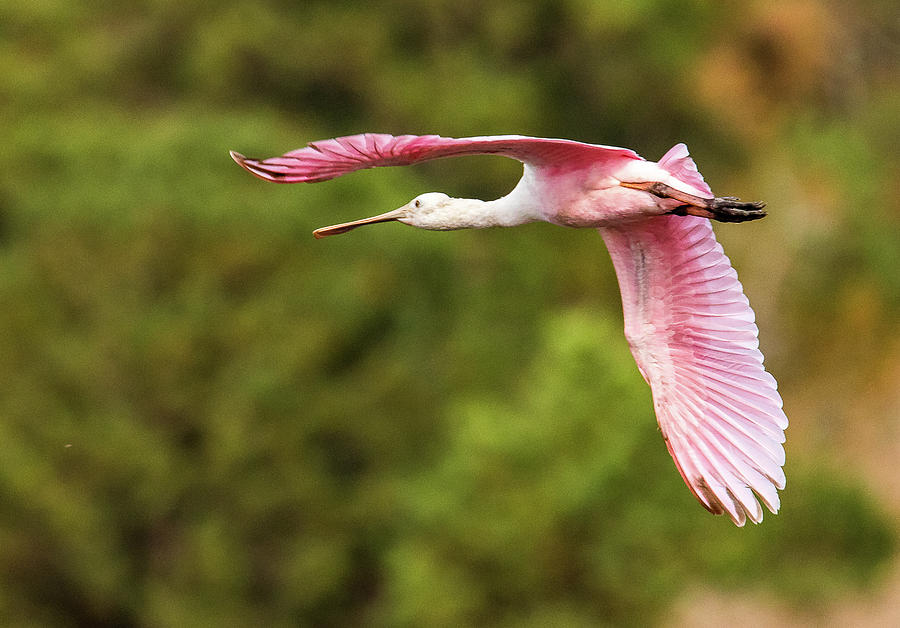 Roseate Spoonbill in Flight Photograph by Chris Morrow - Fine Art America