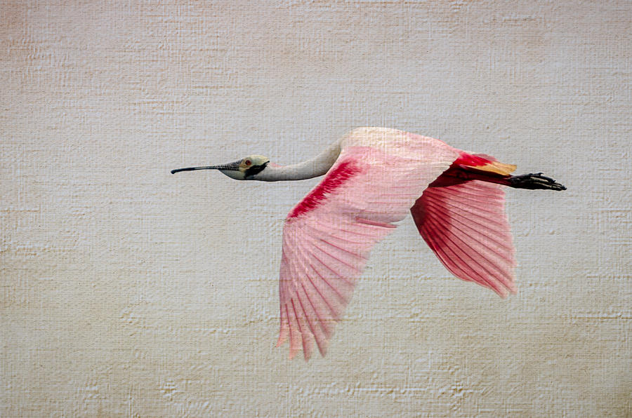 Roseate Spoonbill In Flight Photograph by Debra Martz