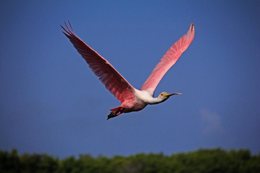 Roseate Spoonbill in Flight I Photograph by Michiale Schneider