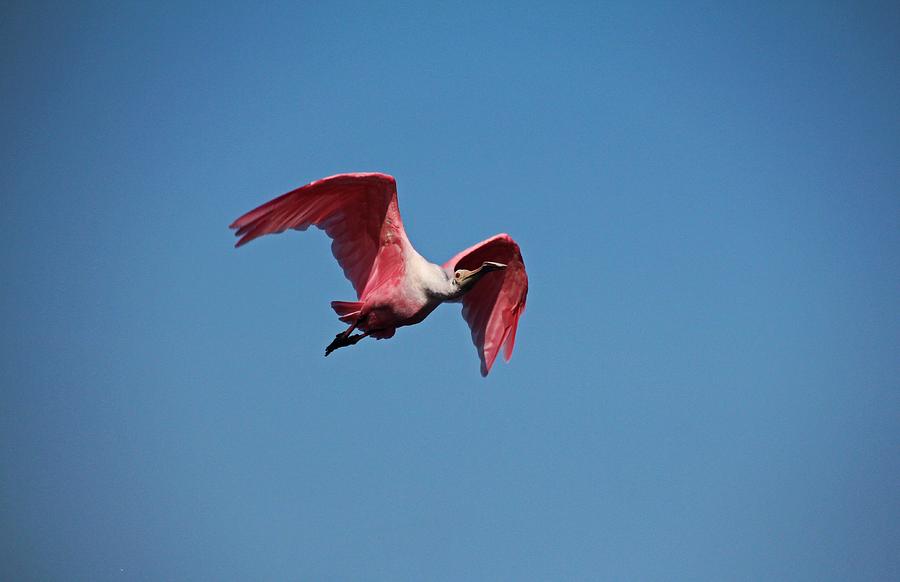 Roseate Spoonbill in Flight II Photograph by Michiale Schneider