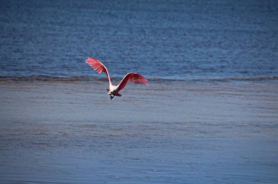 Roseate Spoonbill in Flight IV Photograph by Michiale Schneider