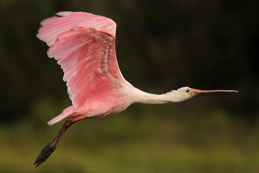 Roseate Spoonbill in Flight Photograph by Phil Lanoue - Fine Art America