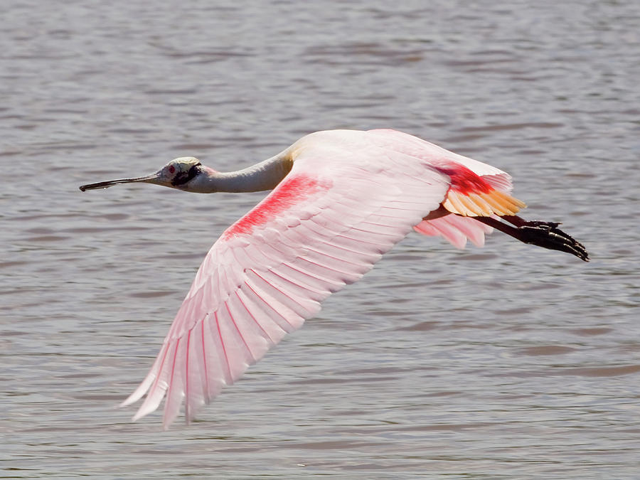 Roseate Spoonbill in flight Photograph by Phil Stone