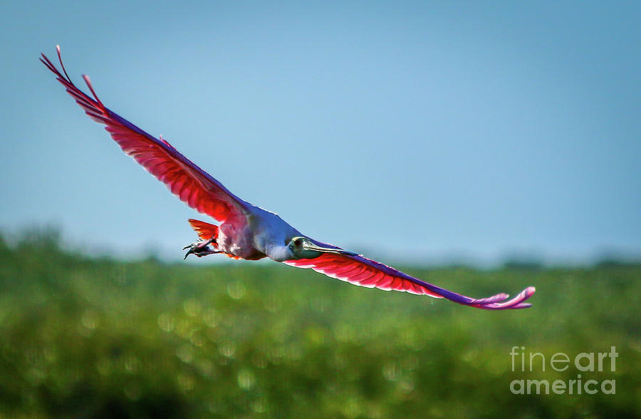 Roseate Spoonbill in Flight Photograph by Tom Claud