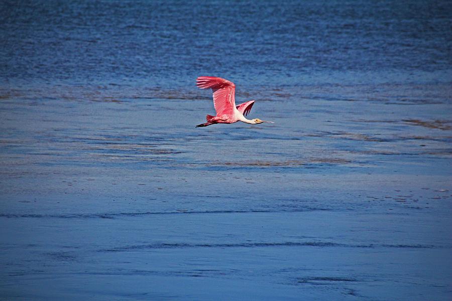 Roseate Spoonbill in Flight V Photograph by Michiale Schneider