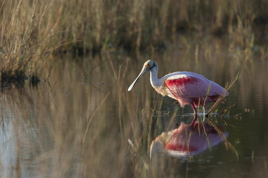 Roseate Spoonbill in morning light Photograph by David Watkins