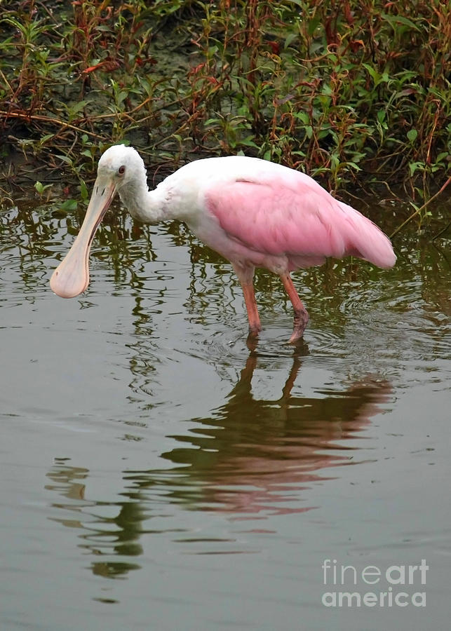 Roseate Spoonbill in Pond Photograph by Carol Groenen
