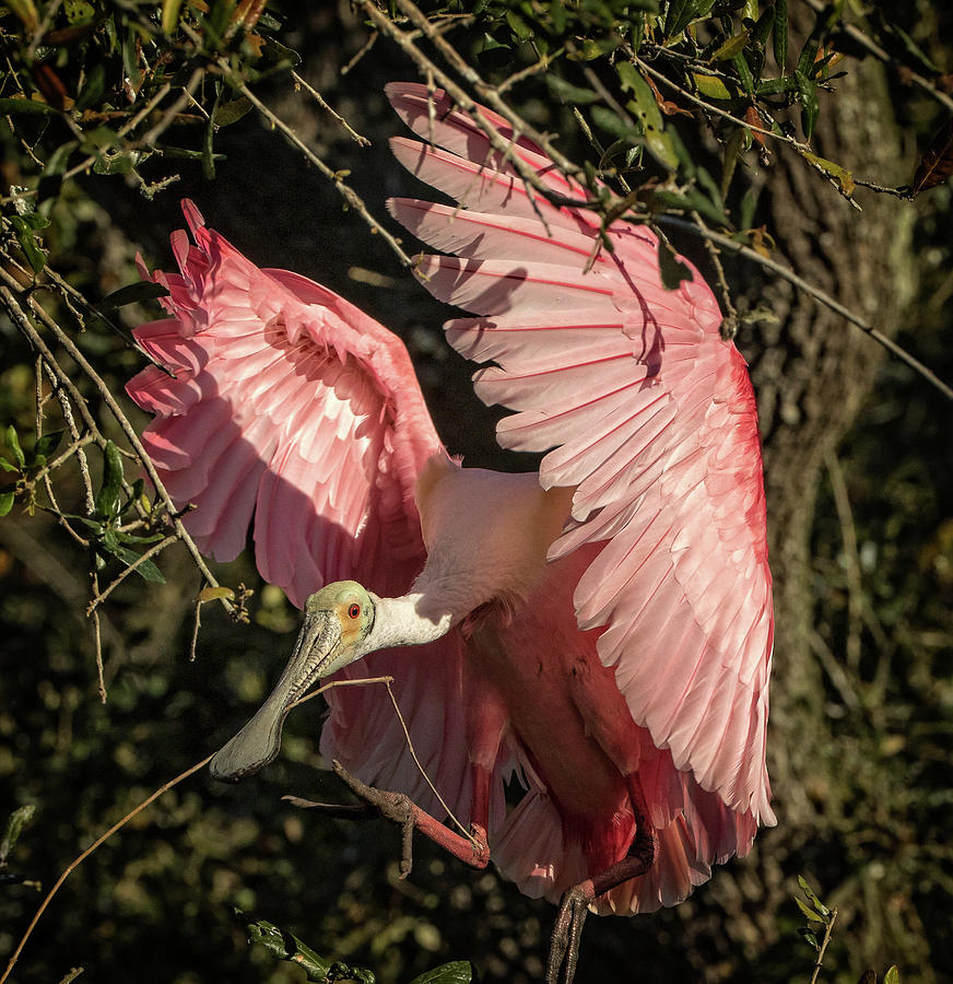 Roseate Spoonbill in the foliage Photograph by Steven Upton