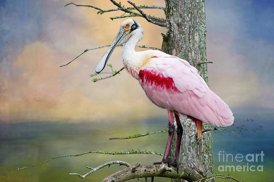 Roseate Spoonbill in Treetop Photograph by Bonnie Barry