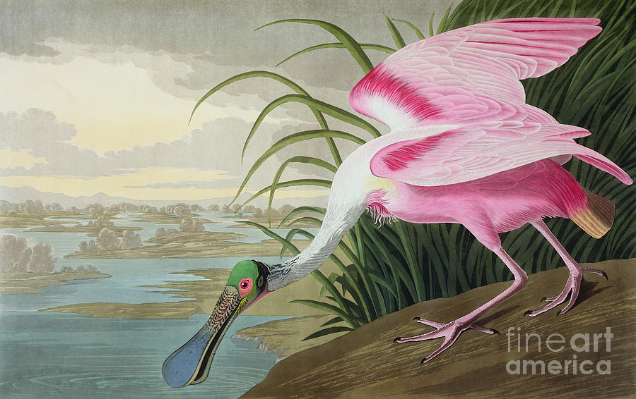 Audubon Painting - Roseate Spoonbill by John James Audubon