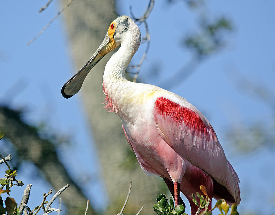 Roseate Spoonbill Photograph by Kenneth Albin