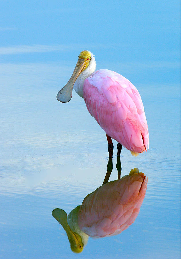 Bird Photograph - Roseate Spoonbill by Kenneth Blye