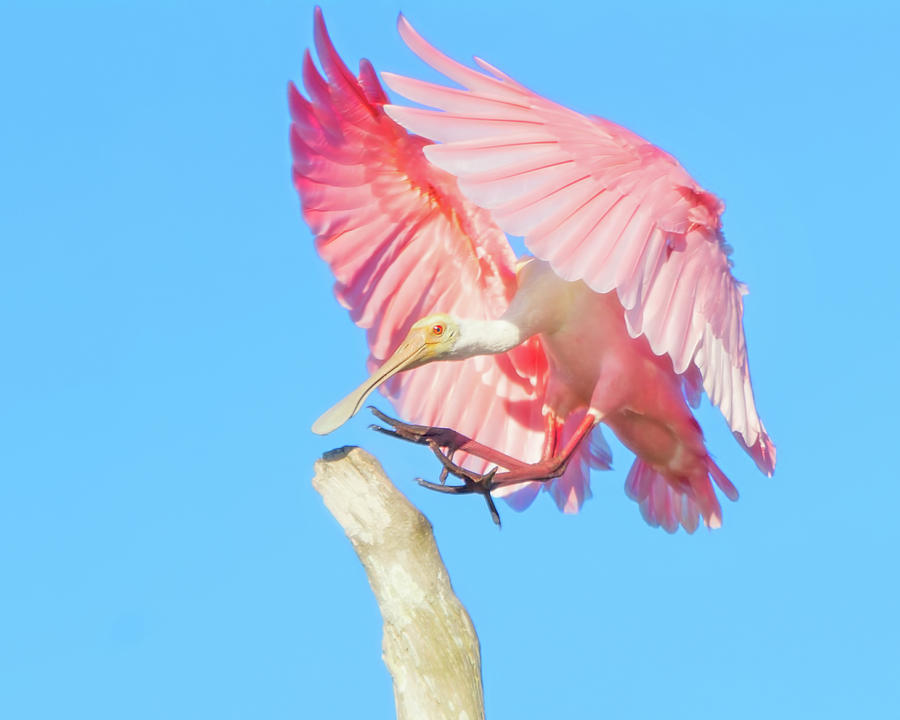 Roseate Spoonbill Landing Photograph by Mark Andrew Thomas