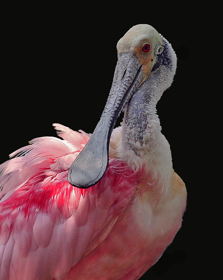 Roseate Spoonbill Photograph by Larry Linton