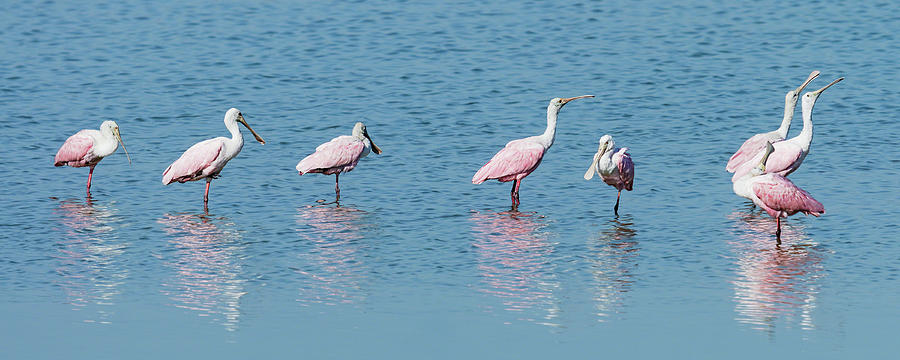 Roseate Spoonbill Line-up Photograph by Dawn Currie