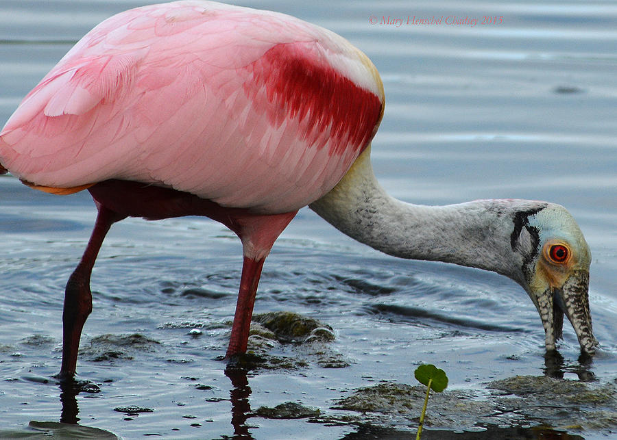 Roseate Spoonbill Photograph By Mary Chadsey Fine Art America   Roseate Spoonbill Mary Chadsey 