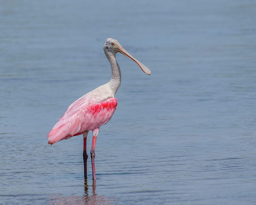 Roseate Spoonbill Photograph by Morris Finkelstein - Fine Art America