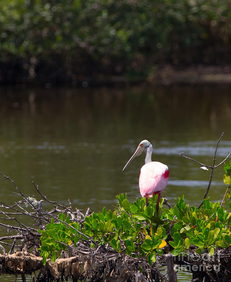 Roseate Spoonbill Photograph by Natural Focal Point Photography