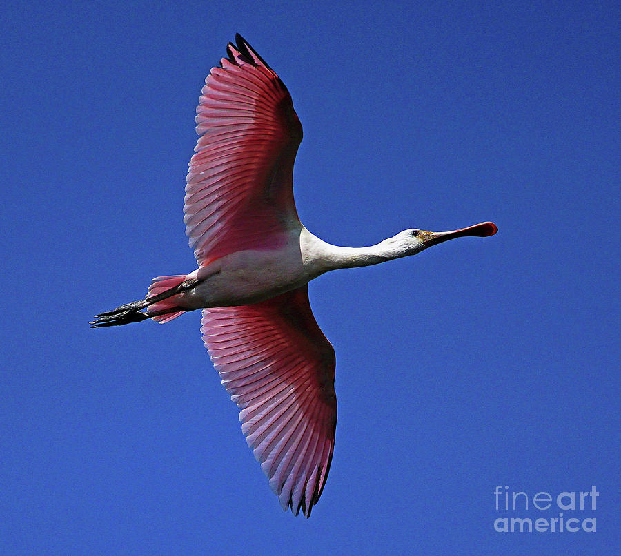 Roseate Spoonbill on the wing Photograph by Larry Nieland