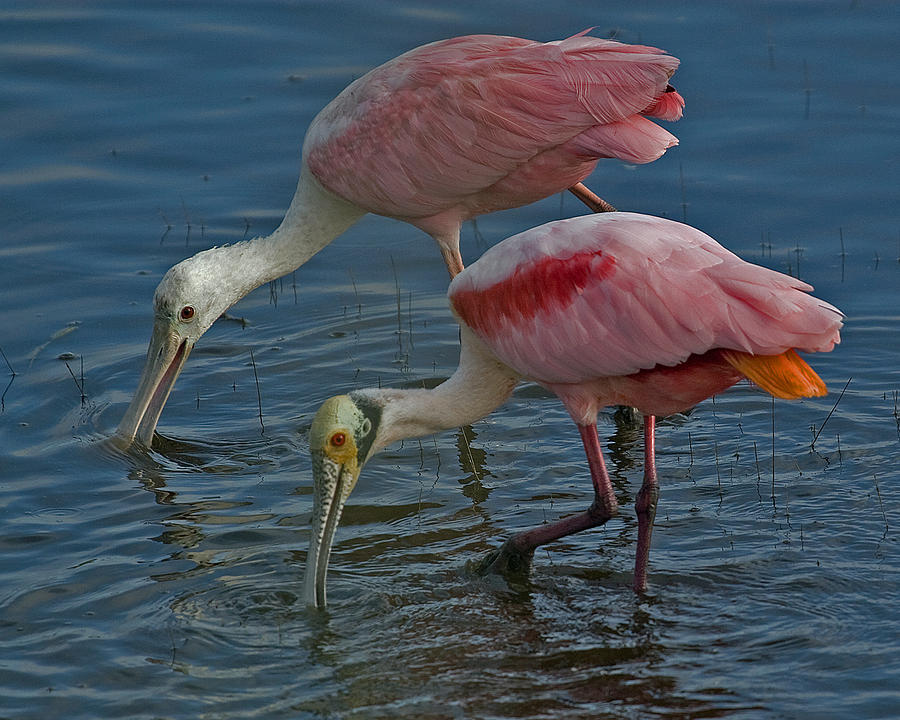 Roseate Spoonbill Pair Photograph by Larry Linton