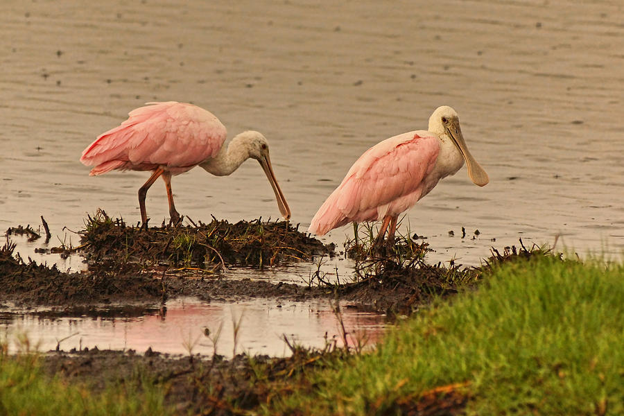 Roseate Spoonbill Pair Photograph by Theo OConnor