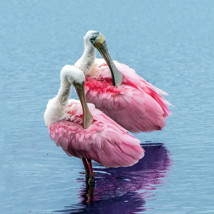 Roseate Spoonbill Pair Photograph by William Bitman