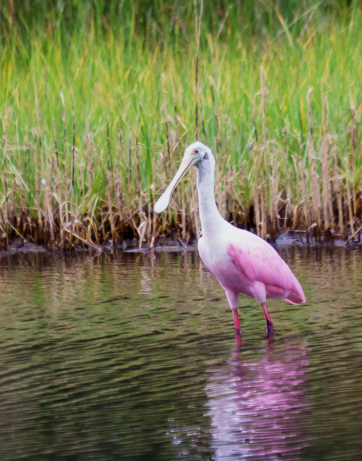 Roseate Spoonbill  Photograph by Patricia Schaefer