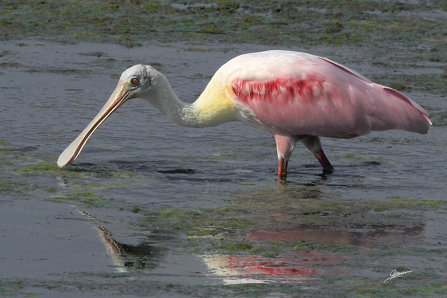 Roseate Spoonbill Photograph by Phil Jensen