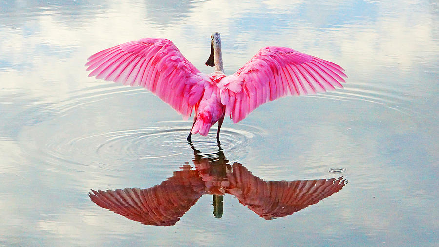 Roseate Spoonbill Pink Angel Photograph by Lawrence S Richardson Jr