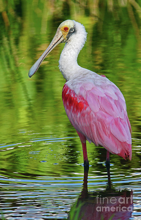 Roseate Spoonbill Portrait Photograph by Larry Nieland