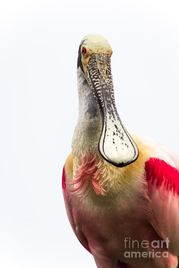Roseate Spoonbill Portrait Photograph by Robert Frederick