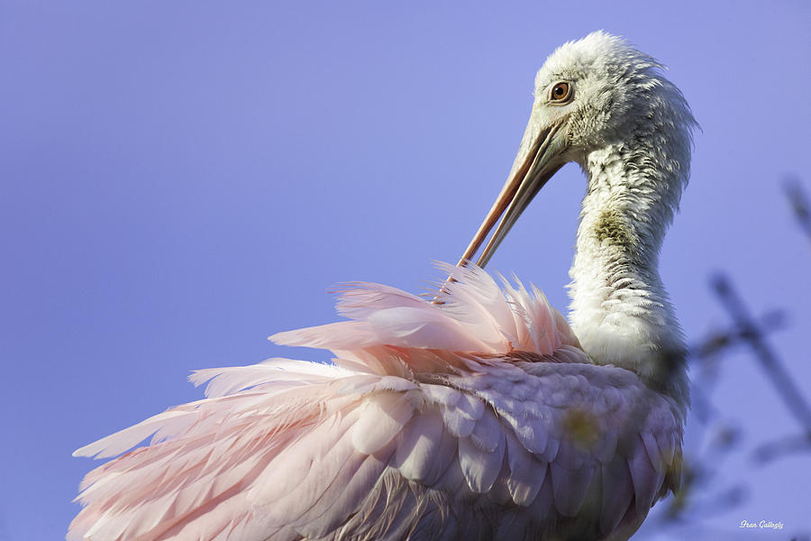 Roseate Spoonbill Preening Photograph by Fran Gallogly