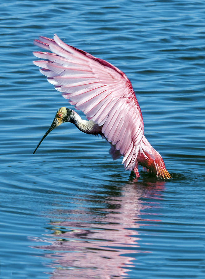 Roseate Spoonbill Profile Photograph by William Bitman