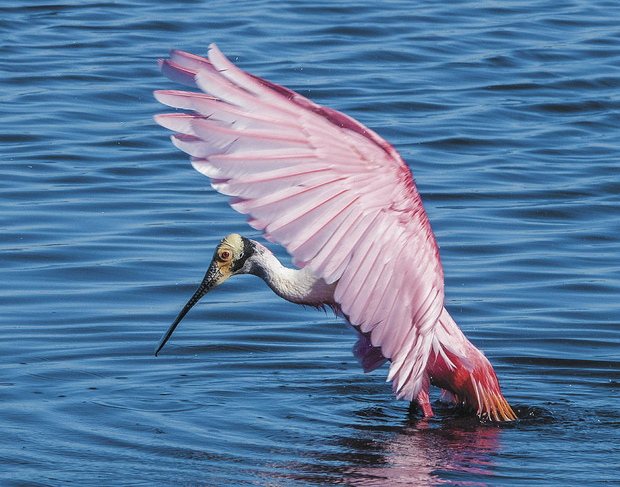 Roseate Spoonbill Profile With Wings Over Her Head Photograph by William Bitman