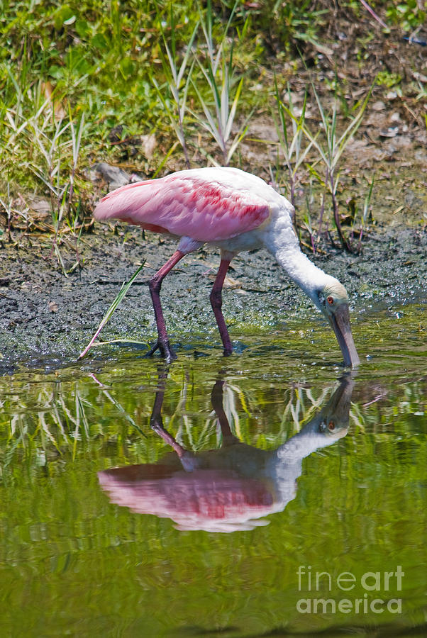 Roseate Spoonbill Reflection Photograph by John Greco