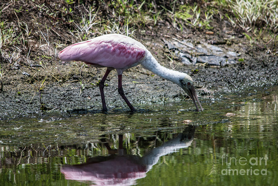 Roseate Spoonbill Reflection No. 3 Photograph by John Greco